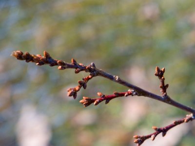 Quercus robur 'Hentzei' - dub letní - pupeny